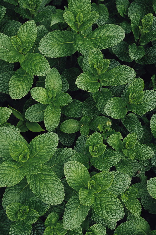 Do Natural Rodent Repellents Actually Work?